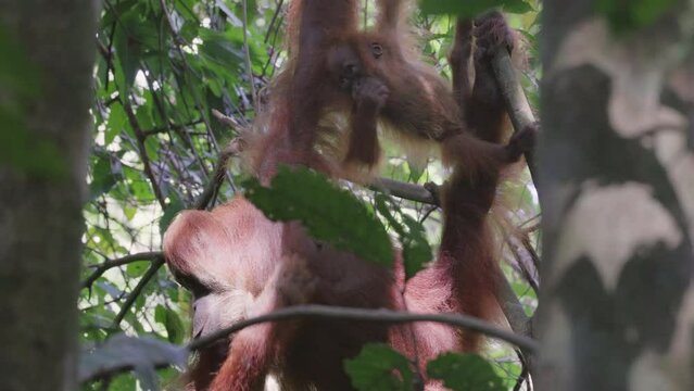 a mother orangutan with her baby eating fruit in the rainforest of gunung leuser national park on sumatra, indonesia