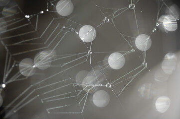 spider web with dew dropsRagnatela, web. Alghero, SS, Sardegna, Italy