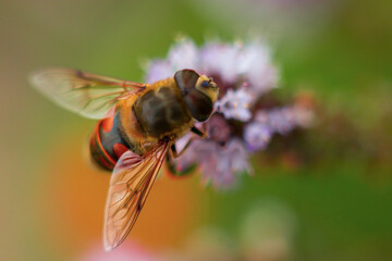 fly on a flower