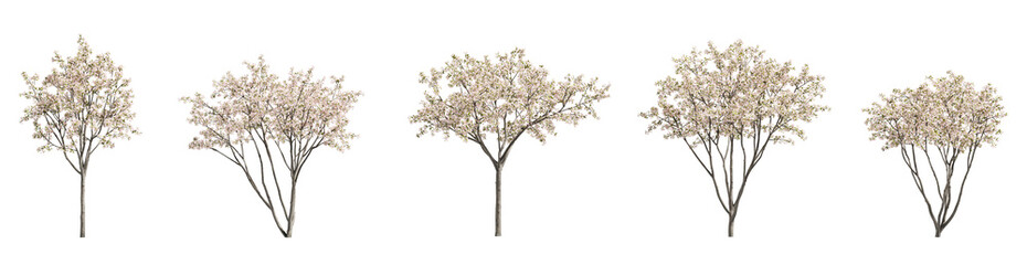 Set of flowering trees isolated on transparent background. 3D render. - 733462718