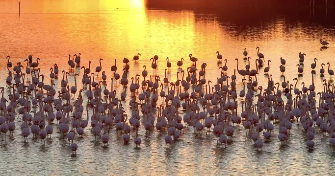 Sunset over the lake with colony Flamingos