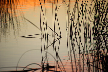 Fototapeta premium reeds at sunset