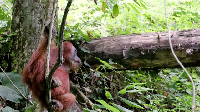 a side on view of a mother orangutan sitting on a liana in the rainforest of gunung leuser national park on sumatra, indonesia
