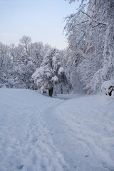 snow covered trees in winter