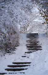 path in the forest covered with snow