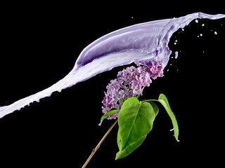 Purple paint splash over a fresh lilac twig on black background - 733468359
