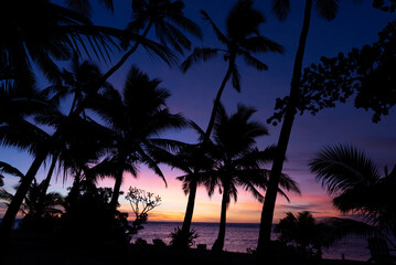 Fototapeta premium Sunset with Palm trees