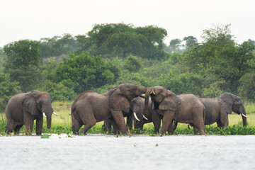 African elephants near the dam in Murchison Falls national park. The group of elephant near the lake. Safari in Uganda. 