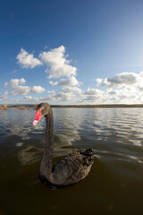 black swan on the lake Black swan Platamona, Sardinia, Italy © antasfoto