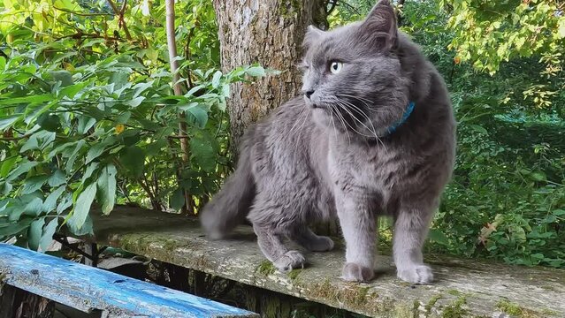 A gray fluffy cat Nebelung is walking around the store. Ideas about pets, freedom, independence, cat breeds, catarium, breeding and selling, fear, predators, advertising, offspring, reproduction