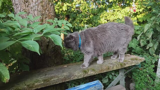 A gray fluffy cat walks among plants and trees in the courtyard of a house.Concepts about pets, freedom, independence, cat breeds, sexual attraction, breeding and selling, temperament, affection, love