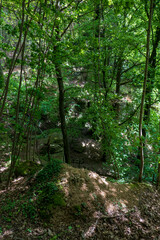 Mystischer Wald mit Felsen in Ebersteinburg Baden-Baden 