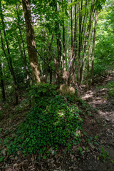 Fototapeta na wymiar Mystischer Wald mit Felsen in Ebersteinburg Baden-Baden 
