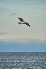 Fototapeta na wymiar Seagull flying over coast in late evening sunshine. High quality photo