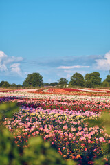 Large plantation of roses on sunny day. High quality photo - 733471110