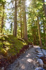 Hiking trail in the wood