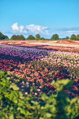 Large plantation of roses on sunny day. High quality photo - 733471396