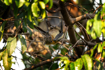 Straw coloured fruit bat on tree in Uganda. Colony of bats during day. Group of flying fox on the...