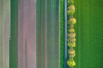 Arial View of agricultural field and road. High quality photo - 733471521