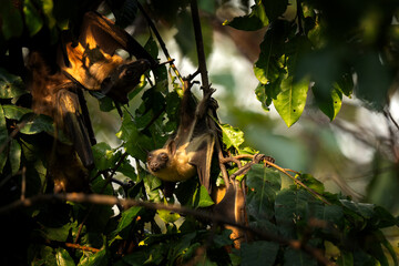 Straw coloured fruit bat on tree in Uganda. Colony of bats during day. Group of flying fox on the...