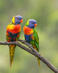Two extremely colorful rainbow lorikeets, iconic Australian birds, concentrating on something of interest while perched on a branch on the Gold Coast in Queensland, Australia.