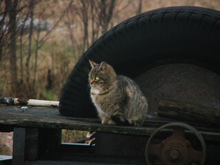 Koty © tomo81