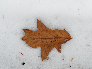 Weathered oak leaf on snow