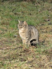 Koty © tomo81