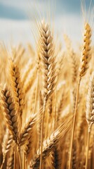 Organic Wheat Closeup in the Field --ar 9:16 Job ID: 28d2fed0-8980-4db0-9dc2-4351f84bd03e