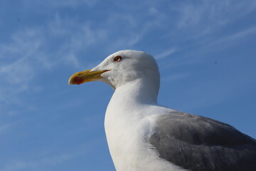 Gaviota, pájaro blanco