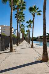 Palm trees in Malaga city, Costa Blanca, Spain. Long avenue in Mediterráneo Park.