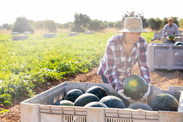 Smiling young adult woman farm worker putting ripe watermelon into big transportation container in...