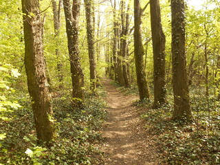 Path in forest