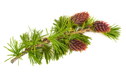 Larch branch with cones