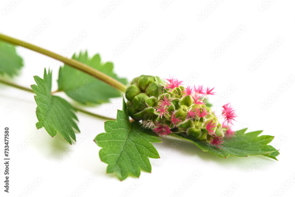 Wall mural Salad Burnet flower