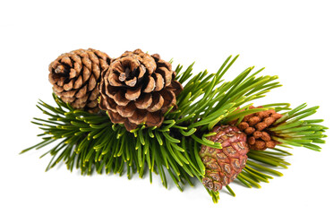 Mugo pine branch with cones