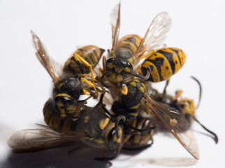 Vespula germanica, the European wasp, German wasp, or German yellowjacket.