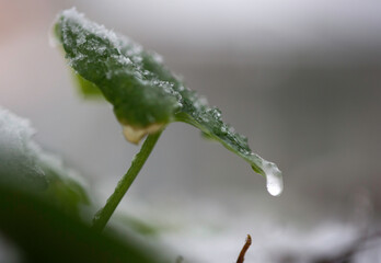 Friar's Cowl or Larus (Arisarum vulgare) in the snow Sardinia, Italy