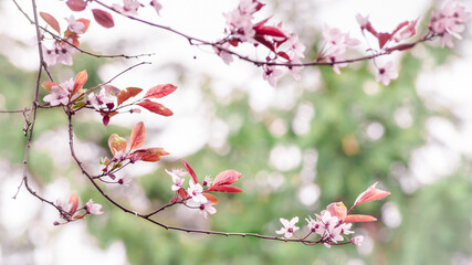 pink cherry blossoms