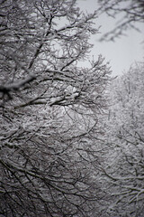 Nevicata a Sassari. Febbraio 2012