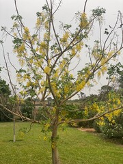 spring trees in a garden beautiful landscape