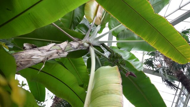 tropical trees palm leaves in botanical garden