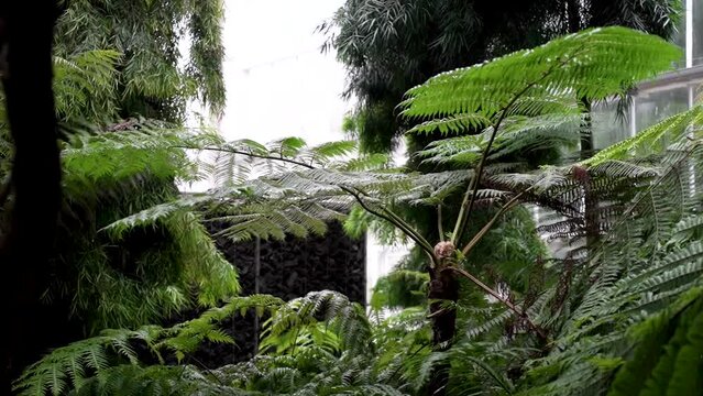 tropical trees palm leaves in botanical garden