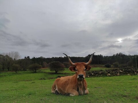 Vaca cachena en Galicia