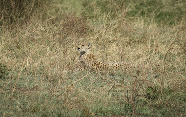 cheetah in serengeti national park