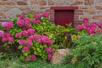 Fototapeta na wymiar Rote Tür, rote Hortensien, Bretagne
