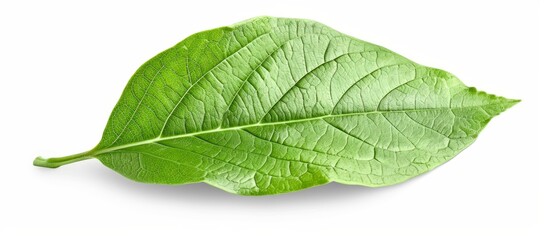 Green leaf isolated on white background with clipping path, representing flora design.