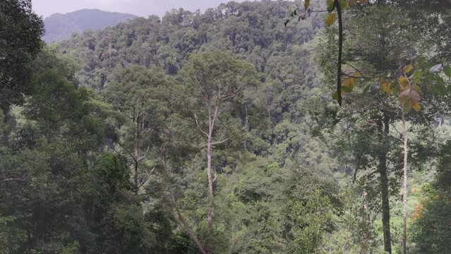 a zoom in shot of a large rainforest tree of gunung leuser national park on sumatra, indonesia