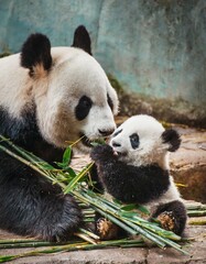 Obraz premium Panda bear with her baby bear eating bamboo shoots