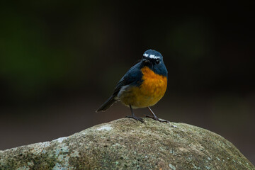 Male snowy-browed flycatcher ficedula hyperythra perching on a rock, natural bokeh background 